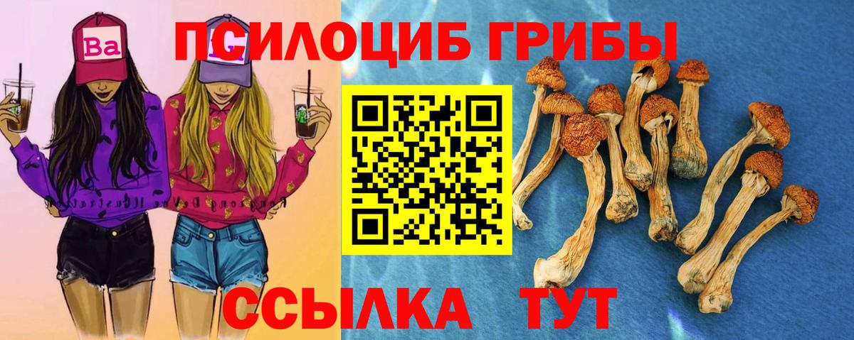 Псилоцибиновые грибы Cubensis Березники
